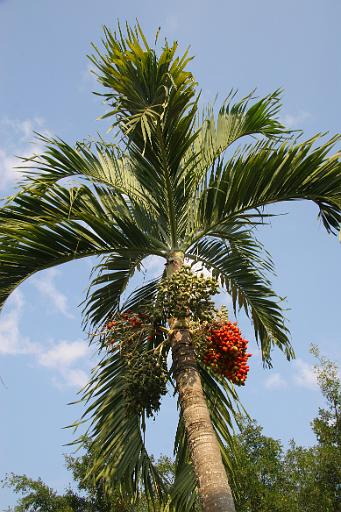 0583 Chiangmai.jpg